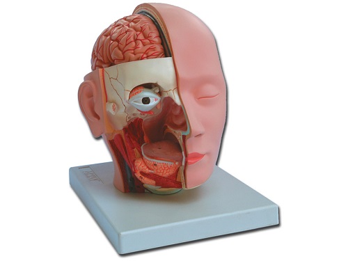 Life Size Head Model